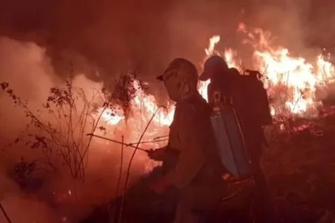 Kebakaran hutan di Way Kambas Lampung