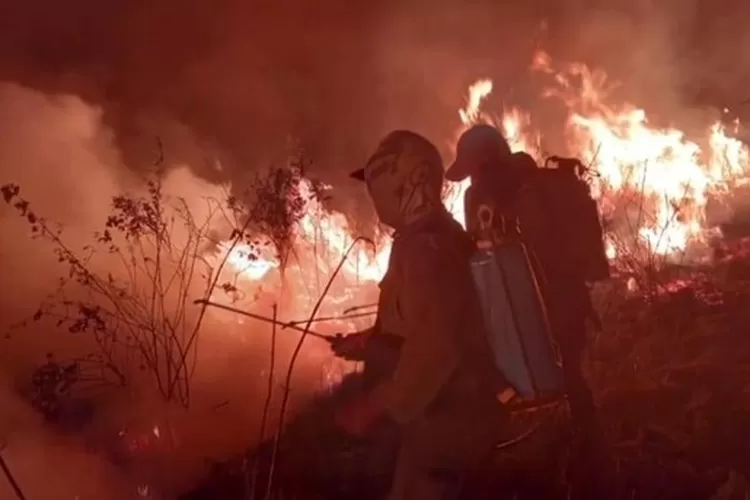 Kebakaran hutan di Way Kambas Lampung